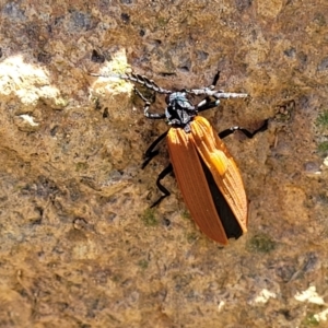 Porrostoma sp. (genus) at Stromlo, ACT - 18 Oct 2021