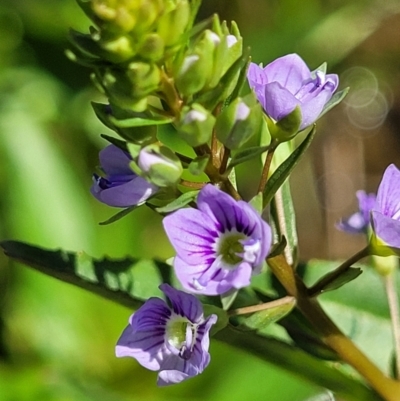 Veronica anagallis-aquatica (Blue Water Speedwell) at Molonglo River Reserve - 18 Oct 2021 by tpreston