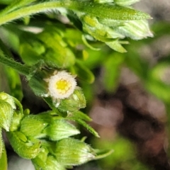 Erigeron sp. (Fleabanes) at Stromlo, ACT - 18 Oct 2021 by trevorpreston