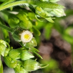 Erigeron sp. (Fleabanes) at Stromlo, ACT - 18 Oct 2021 by tpreston