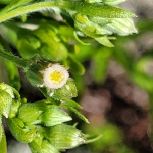 Erigeron sp. at Stromlo, ACT - 18 Oct 2021 11:25 AM