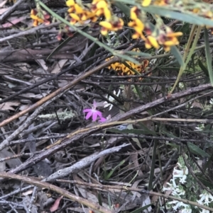 Caladenia carnea at Crace, ACT - 18 Oct 2021