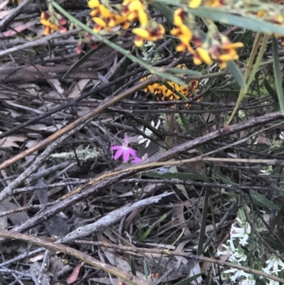 Caladenia carnea (Pink Fingers) at Crace, ACT - 17 Oct 2021 by Crace96Yvonne