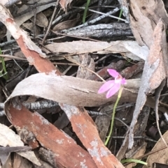 Caladenia carnea at Crace, ACT - suppressed