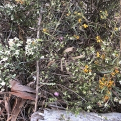 Caladenia carnea at Crace, ACT - 18 Oct 2021