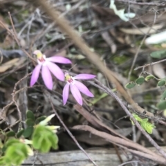 Caladenia carnea at Crace, ACT - suppressed