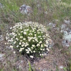 Rhodanthe anthemoides (Chamomile Sunray) at Stromlo, ACT - 18 Oct 2021 by trevorpreston