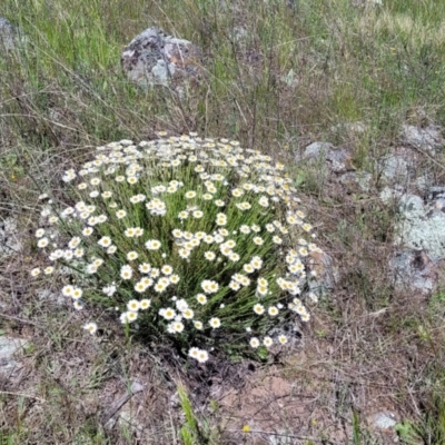 Rhodanthe anthemoides (Chamomile Sunray) at Stromlo, ACT - 18 Oct 2021 by tpreston