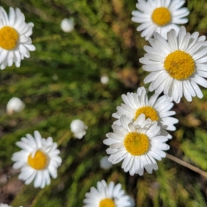 Rhodanthe anthemoides at Stromlo, ACT - 18 Oct 2021 11:26 AM