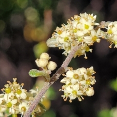 Pomaderris angustifolia (Pomaderris) at Molonglo River Reserve - 18 Oct 2021 by tpreston