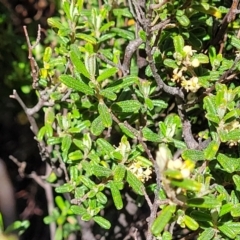 Pomaderris angustifolia at Stromlo, ACT - 18 Oct 2021