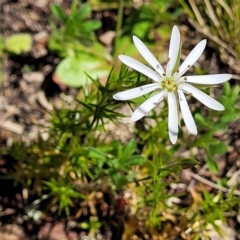 Stellaria pungens (Prickly Starwort) at Stromlo, ACT - 18 Oct 2021 by trevorpreston