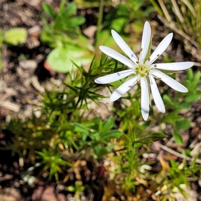 Stellaria pungens (Prickly Starwort) at Stromlo, ACT - 18 Oct 2021 by trevorpreston