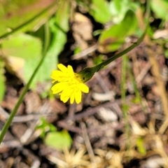 Hypochaeris glabra (Smooth Catsear) at Molonglo River Reserve - 18 Oct 2021 by trevorpreston