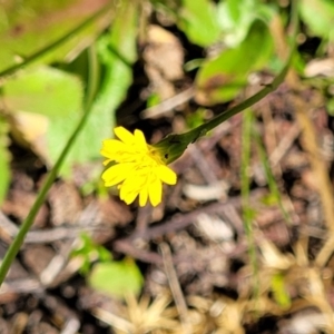 Hypochaeris glabra at Stromlo, ACT - 18 Oct 2021