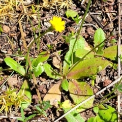 Hypochaeris glabra at Stromlo, ACT - 18 Oct 2021