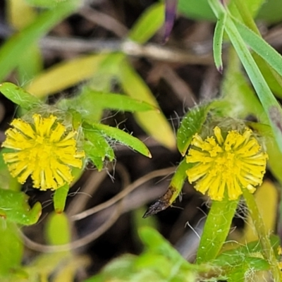 Triptilodiscus pygmaeus (Annual Daisy) at Stromlo, ACT - 18 Oct 2021 by trevorpreston