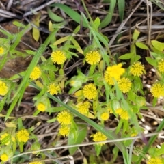 Triptilodiscus pygmaeus at Stromlo, ACT - 18 Oct 2021