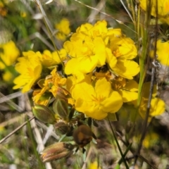 Hibbertia obtusifolia (Grey Guinea-flower) at Stromlo, ACT - 18 Oct 2021 by tpreston