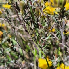 Hibbertia obtusifolia at Stromlo, ACT - 18 Oct 2021