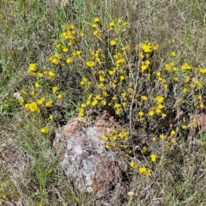 Hibbertia obtusifolia at Stromlo, ACT - 18 Oct 2021