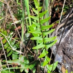 Pellaea calidirupium (Hot rock fern) at Stromlo, ACT - 18 Oct 2021 by tpreston