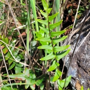 Pellaea calidirupium at Stromlo, ACT - 18 Oct 2021