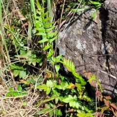 Pellaea calidirupium at Stromlo, ACT - 18 Oct 2021