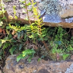 Pellaea calidirupium at Stromlo, ACT - 18 Oct 2021 11:47 AM