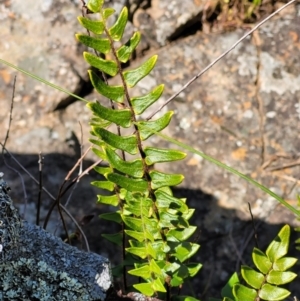 Pellaea calidirupium at Stromlo, ACT - 18 Oct 2021