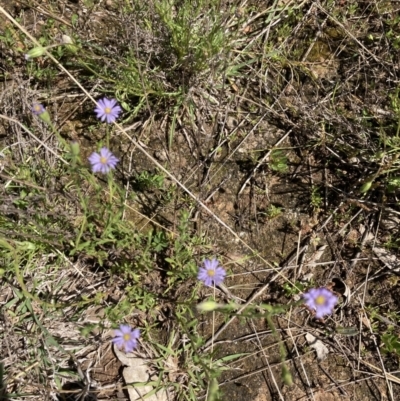 Vittadinia cuneata var. cuneata (Fuzzy New Holland Daisy) at Deakin, ACT - 18 Oct 2021 by Jenny54