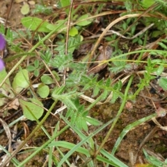 Swainsona behriana at Greenway, ACT - 14 Oct 2021