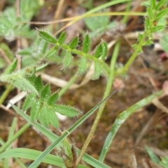 Swainsona behriana at Greenway, ACT - 14 Oct 2021