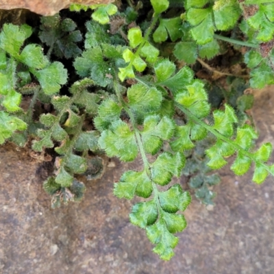 Pleurosorus rutifolius (Blanket Fern) at Molonglo River Reserve - 18 Oct 2021 by tpreston