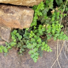 Pleurosorus rutifolius at Stromlo, ACT - 18 Oct 2021