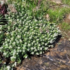 Rorippa nasturtium-aquaticum at Stromlo, ACT - 18 Oct 2021