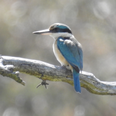 Todiramphus sanctus (Sacred Kingfisher) at Stromlo, ACT - 18 Oct 2021 by HelenCross