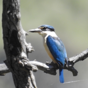 Todiramphus sanctus at Stromlo, ACT - suppressed