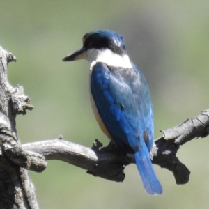 Todiramphus sanctus at Stromlo, ACT - suppressed