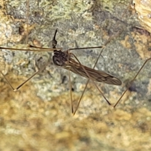 Limoniidae (family) at Stromlo, ACT - 18 Oct 2021