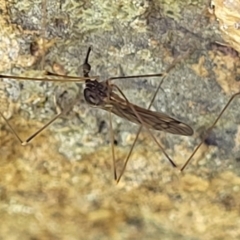 Limoniidae (family) (Unknown Limoniid Crane Fly) at Lower Molonglo - 18 Oct 2021 by trevorpreston
