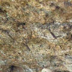 Limoniidae (family) at Stromlo, ACT - 18 Oct 2021 11:52 AM