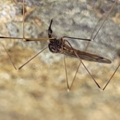 Limoniidae (family) at Stromlo, ACT - 18 Oct 2021