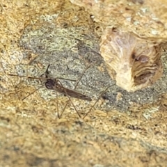 Limoniidae (family) at Stromlo, ACT - 18 Oct 2021