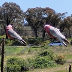 Eolophus roseicapilla (Galah) at Stromlo, ACT - 18 Oct 2021 by trevorpreston