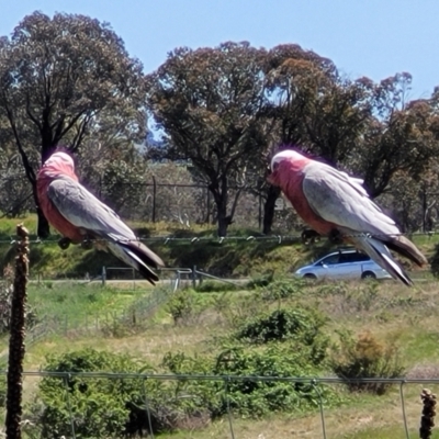Eolophus roseicapilla (Galah) at Stromlo, ACT - 18 Oct 2021 by trevorpreston