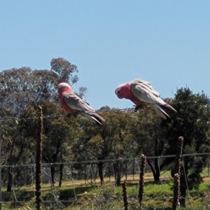 Eolophus roseicapilla at Stromlo, ACT - 18 Oct 2021