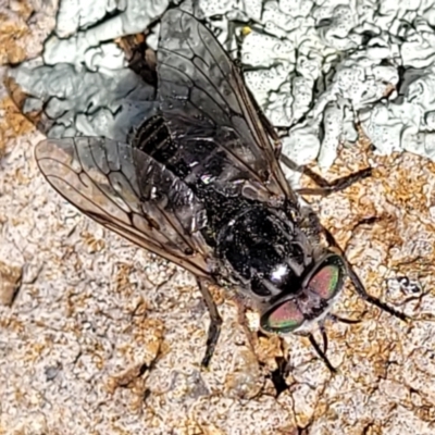 Dasybasis sp. (genus) (A march fly) at Stromlo, ACT - 18 Oct 2021 by trevorpreston