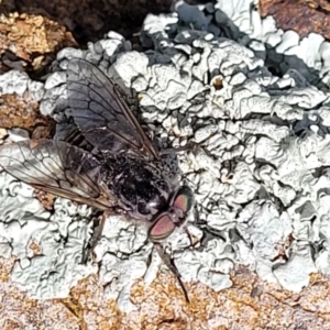 Dasybasis sp. (genus) at Stromlo, ACT - 18 Oct 2021