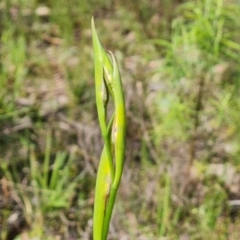 Diuris sp. (A Donkey Orchid) at Jerrabomberra, ACT - 18 Oct 2021 by Mike